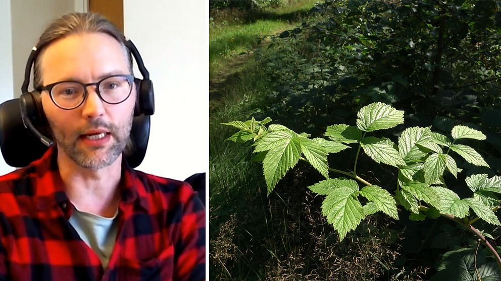 Anders Johannesson Skogsstyrelsens distriktschef för Halland och några gröna blad i skogen.