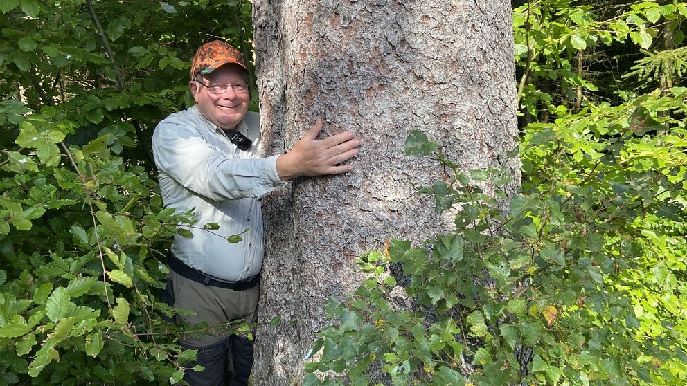 Skogsägaren Göran Johanson kramar om en stor gran i sin skog.