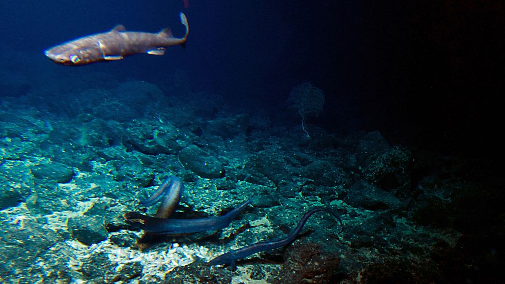 En djuphavshaj och flera ålar nere i havsdjupet.