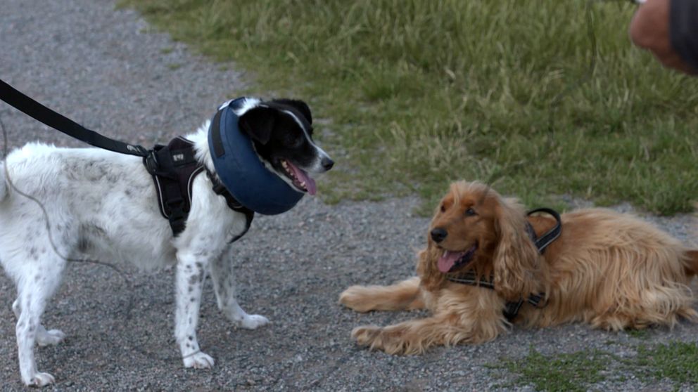 Två hundar, en stående, vit och svart samt en liggande beigefärgad.