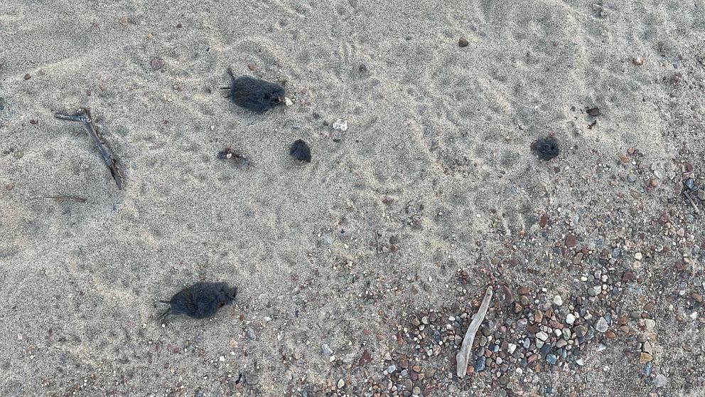 Döda smågnagare på stranden i Herrö