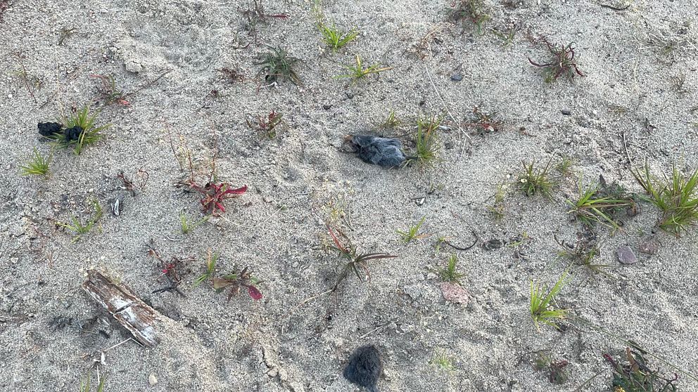 Döda smågnagare på strand i Herrö