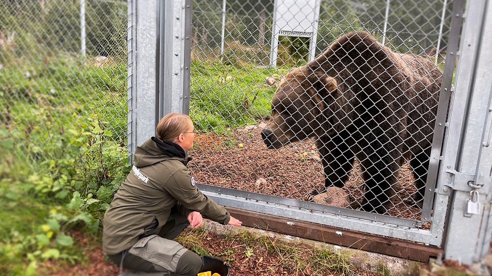 En kvinna, parkchefen, sitter på knä framför hägnet och gör gest åt en brun kodiakbjörn att lägga sig ner bakom staketet.