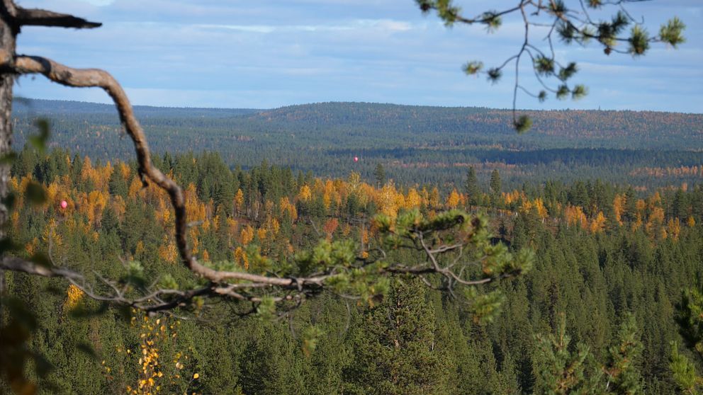 Gruvbolaget Talga hade satt ut ballonger för att markera gruvområdet. Bolaget prospekterar och har planer även i området utanför.