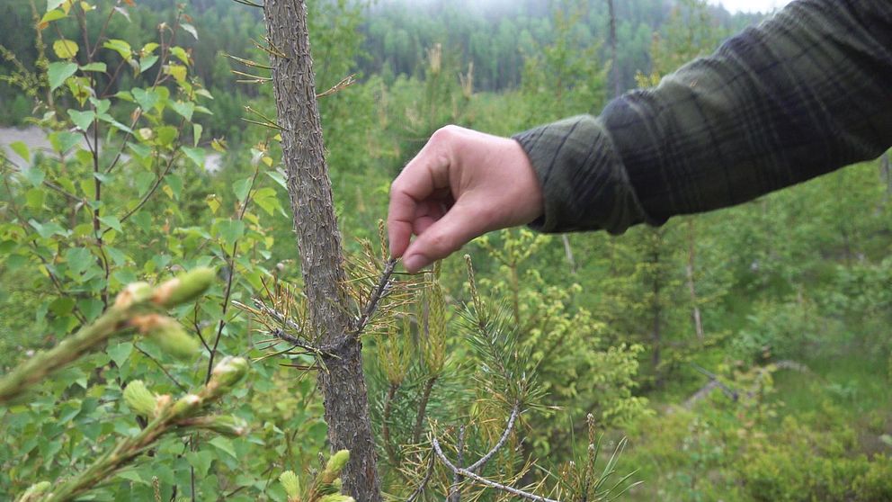 en hand och arm i skogen