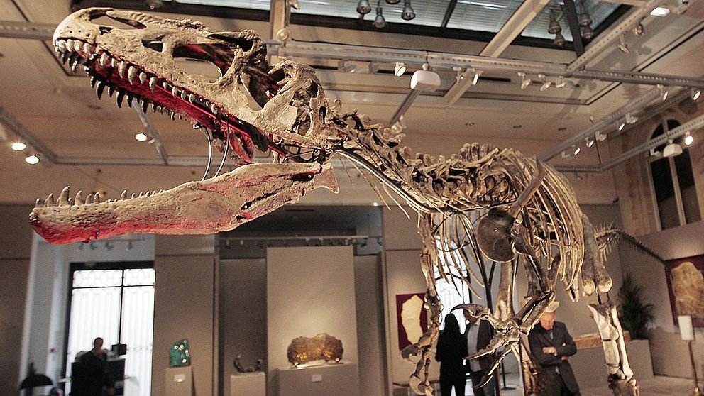 Ett skelett från en Allosaurus på Sotheby's auktionshus i Paris.