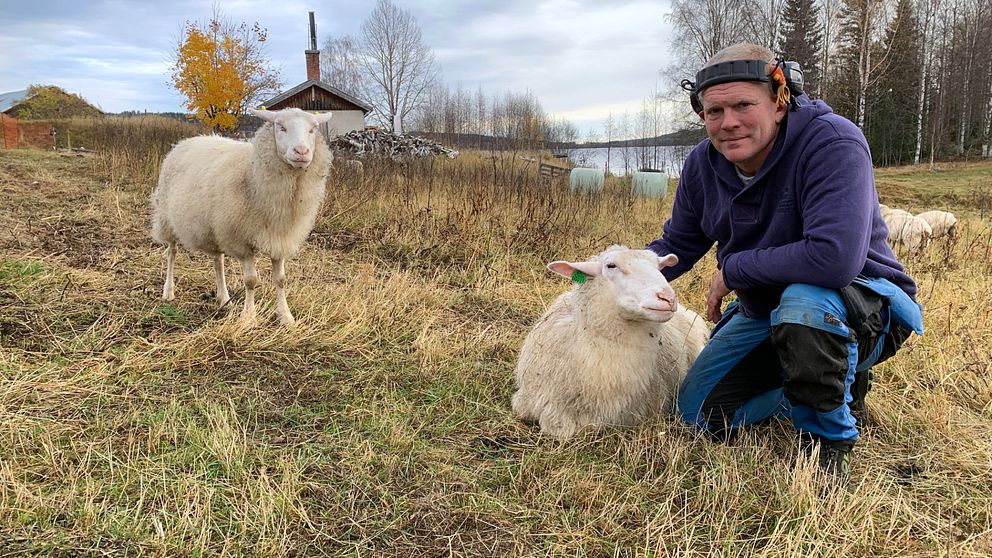 Marcus Lindgren tillsammans med ett par får i fårhagen på hans fastighet.