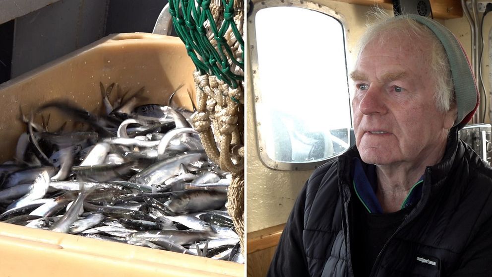 Till vänster: Bild på massor av strömming i en balja. Till höger: Bild på Carl-Pke Wallin, ordförande för Kustfiskarna i Bottenhavet, när han sitter i sin fiskebåt och ser sammanbiten ut när han berättar om ilskan mot EU:s beslut om fiskekvoter.