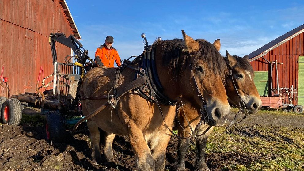 två arbetshästar förspända framför en vagn, en man står på vagnen, på en gård med röda lador