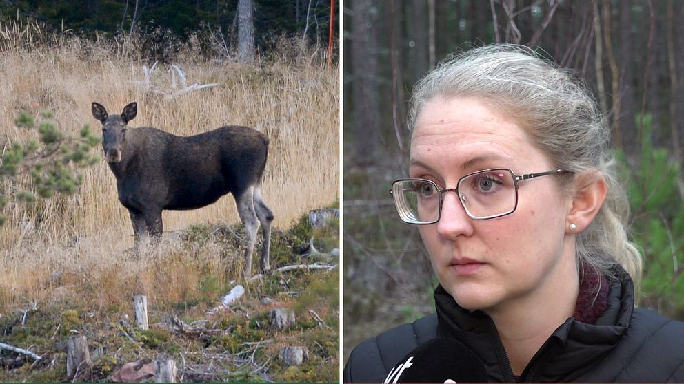 Till vänster: En älgkalv i skogsbrynet vid riksväg 70 i norra Dalarna. Till höger: Jaktvårdskonsulent Anna Olofsson vid Svenska Jägare förbundet som intervjuas i skogsmiljö om att färre älgar har observerats under jakten.