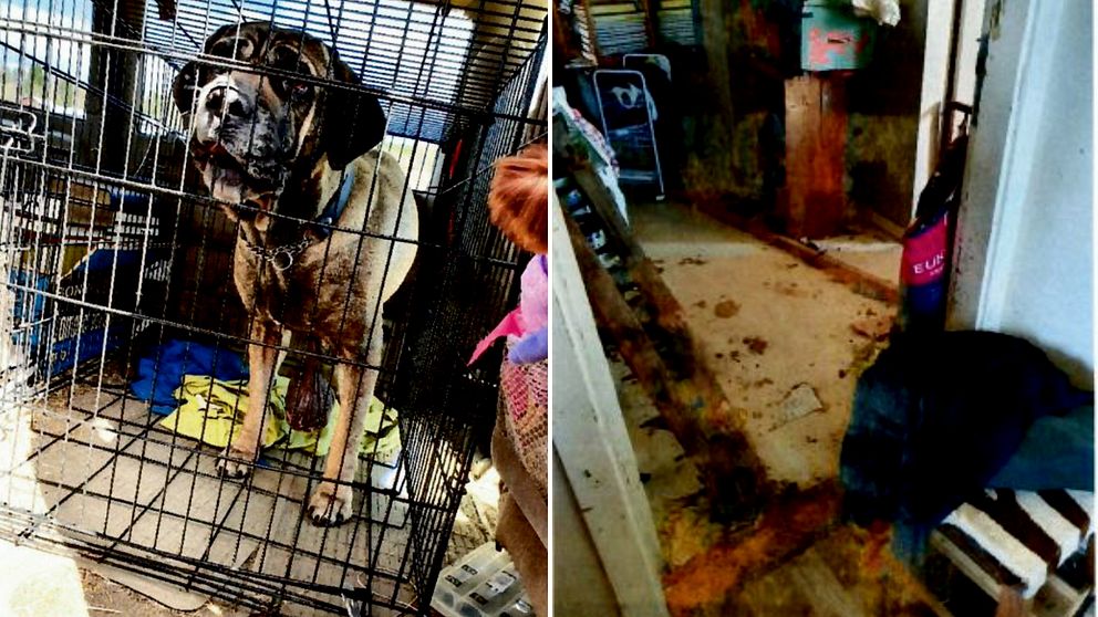 Delad bild där den till vänster visar en hund av rasen cane corso i en bur. Hunden har en stor tumör som hänger mellan frambenen. Till höger ett rum med mycket smutsigt golv.