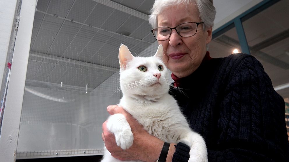 Ny lag katter ska IDchippas för att höja deras status SVT Nyheter