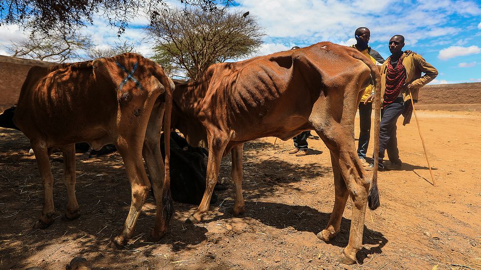 Utmärglade kor på grund av den långvariga torkan i Kenya, säljs på en boskapsmarknad i Bisil-bosättningen i orten Kajiado på lördagen.