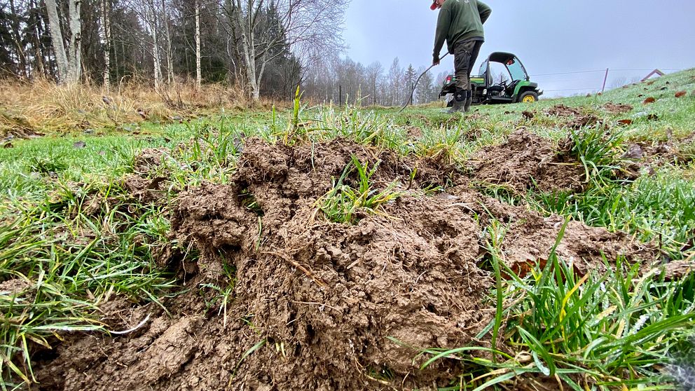 Vildsvinen har varit och bökat på fem av de 18 hålen på golfbanan. Se hur det ser ut i klippet här.