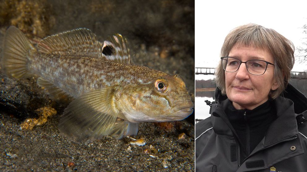 Delad bild. Till vänster en brunspräcklig fisk med en svart fläck på ryggfenan. Till höger ett porträtt på en kvinna i glasögon, bakom henne anas en hängbro.