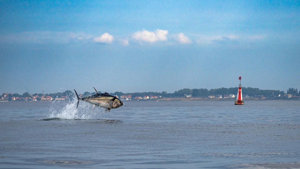 Tonfisk hoppar i Öresund