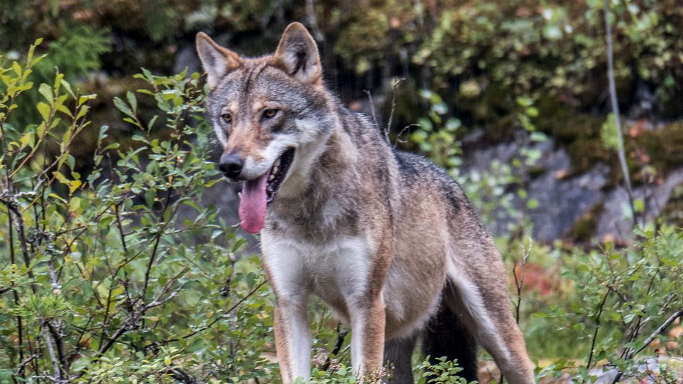 En varg av den här typen kan ha legat bakom angreppet på får i vargreviret på Linderösåsen natten till söndagen. Arkivbild.