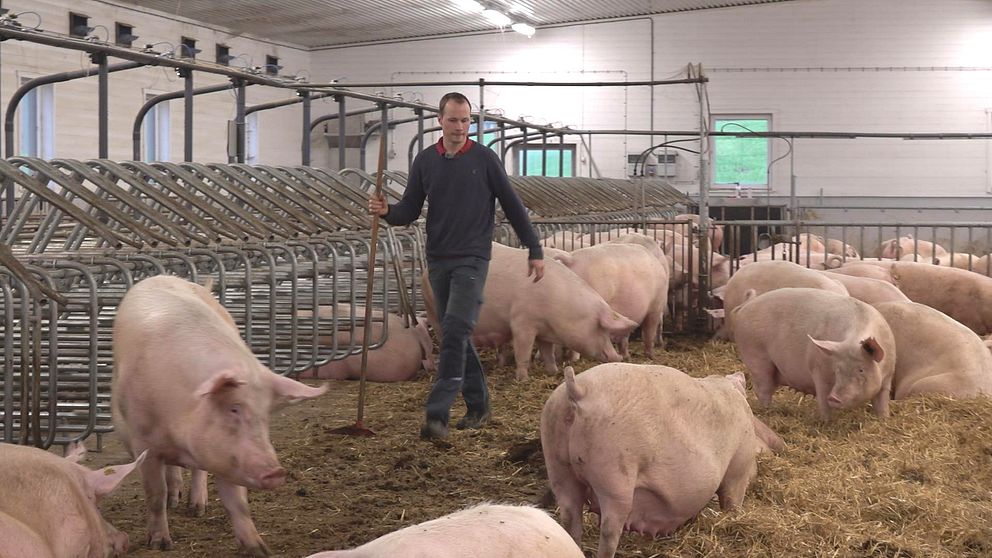 Bild på en man mitt bland flera grisar på en bondgård. Mannen heter Magnus Arvidsson och är ordförande för Grisföretagarna Halland. Han är en av alla grisföreningar som kritiserar krisstödet.