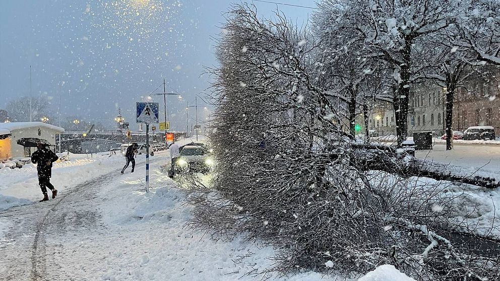 Träd som ligger över gatan i snöväder.