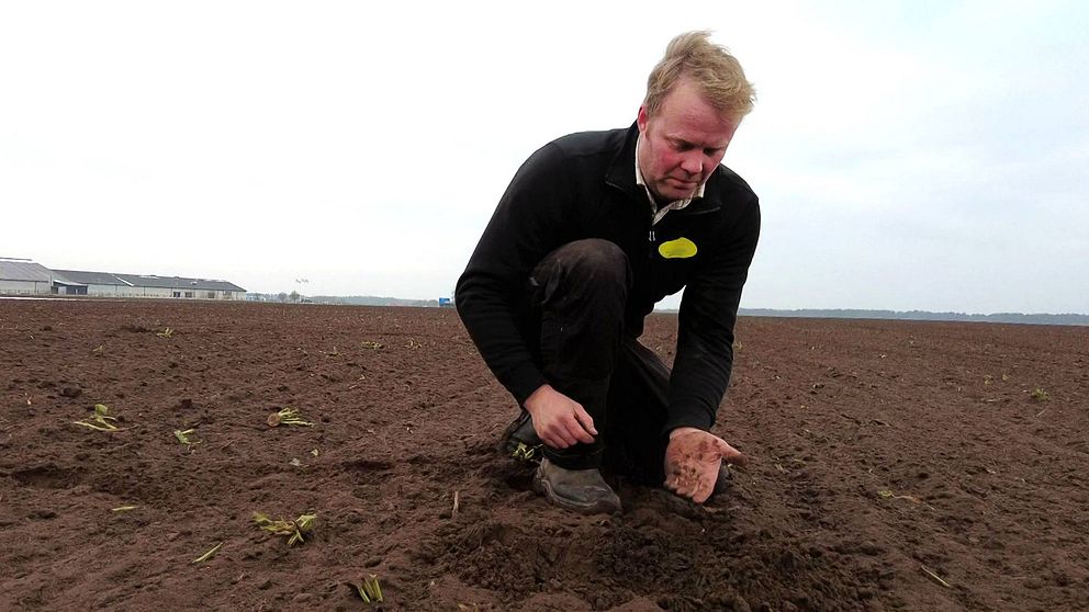 Växtodlare Erik Gunnarsson sitter på huk på en åker med jord i handen