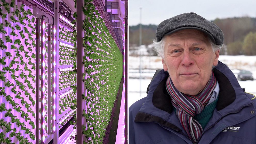 Bild inifrån vertikalodling, salladsväxter på långa rader med lila ljus. Delad bild med Gunnar Rundgren i blå jacka, randig halsduk och keps framför snöigt landskap.