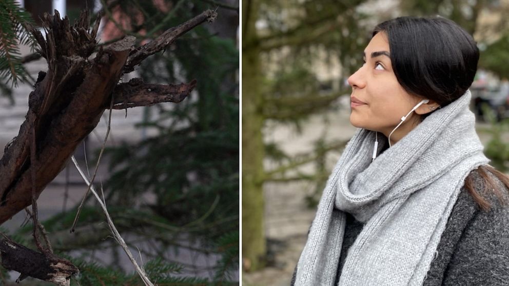 En delad bild som visar två olika scener. Den vänstra sidan visar en gren med torra, gråbruna kvistar mot en bakgrund av grönskande växtlighet. Den högra sidan visar en person som står utomhus, iklädd en grå scarf, med hörlurar.