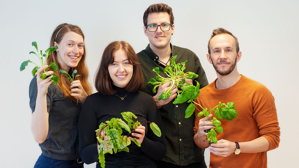 Ellinor Emilsson, Moa Johansson, Adrian Arrosamena Mellgren och Andreas Eklund prisas internationellt för deras odling som tar vara på spillvärme från en serverhall i Luleå.