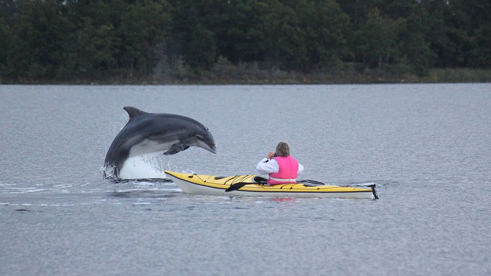 Delfiner simmar nära land utanför det lilla samhället Pataholm utanför Mönsterås.