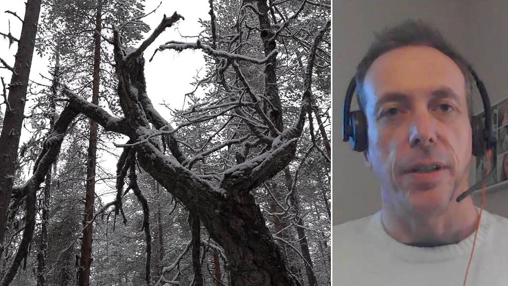 Till vänster: bild på snöigt träd i skogen. Till höger: Bild på Jimmy Nilsson, miljömålssamordnare på Länsstyrelsen i Jämtland, när han sitter med ett headset och kommenterar faktumet att länet inte verkar nå ett enda miljömål.