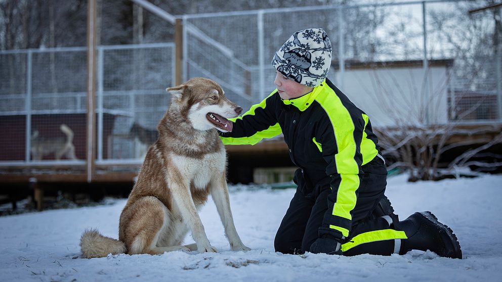 Siberian huskyn Cáppis räddade Alve, 12, när de både gick genom isen. Nu tilldelas Cáppis priset som årets bragdhund 2022. då båda visas på bilden.
