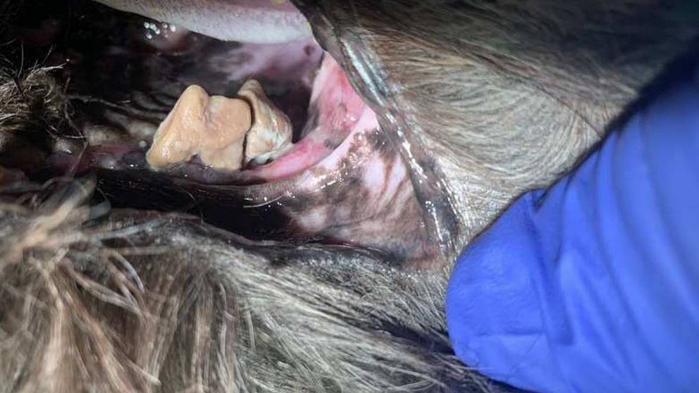 Hunden hade vanvårdade tänder. Flera tänder var täckta av tandsten. På bilden ser man hundens mun och två tänder som är bruna av tandsten.