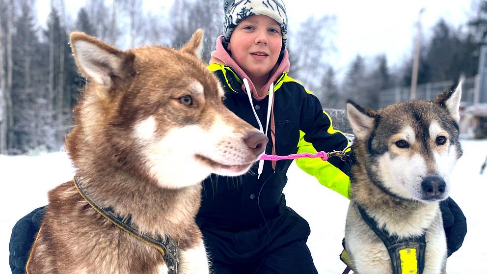 Två slädhundar i förgrunden, en brun och en vitbrun, i ett vinterlandskap.