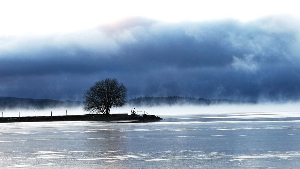 ett träd ute vid vatten och dimma