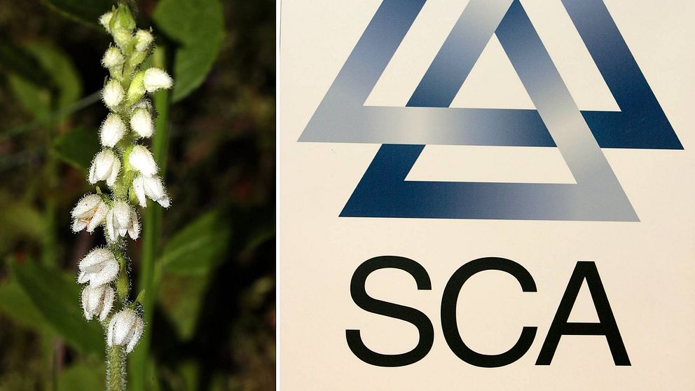 Skogsbolaget SCA får inte göra åverkan i ett område med orkidén knärot norr om Krångede. På bilden ser man till vänster en bild på orkidén knärot. En liten blomma med små vita lite ludna blommor. Till höger ser man SCA:s logotype.
