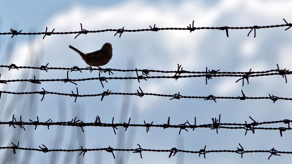 En fågel sitter på ett stängsel till ett fängelse.
