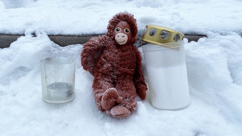 Bild på gosedjursapa som sitter bredvid ett gravljus på snötäckt mark vid Furuviksparken efter att flera schimpanser rymt och skjutits ihjäl, däribland Santino, Linda och Torsten.