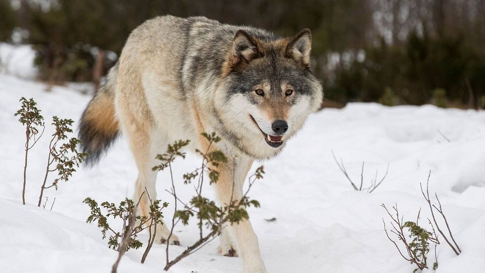 Två vargar får fällas i skyddsjakt i Jämtland. På bilden ser man en varg i ett vinterlandskap.