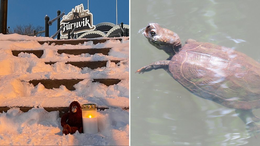 Bildkollage. Till vänster har någon placerat en gosedjursapa tillsammans med ett ljus på trappan upp till Furuviksparken utanför Gävle. Till höger en bild på en Reeves kärrsköldpadda som simmar i vatten.