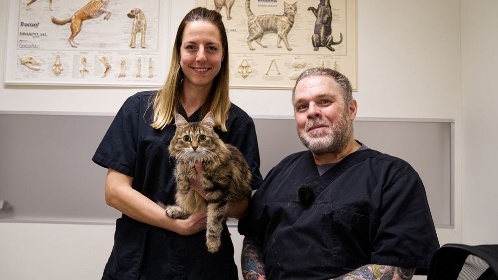 En spräcklig katt sitter i famnen på en kvinlig djursjukskötare. Brevdvid dem sitter en veterinär med blå kortärmad skjorta.