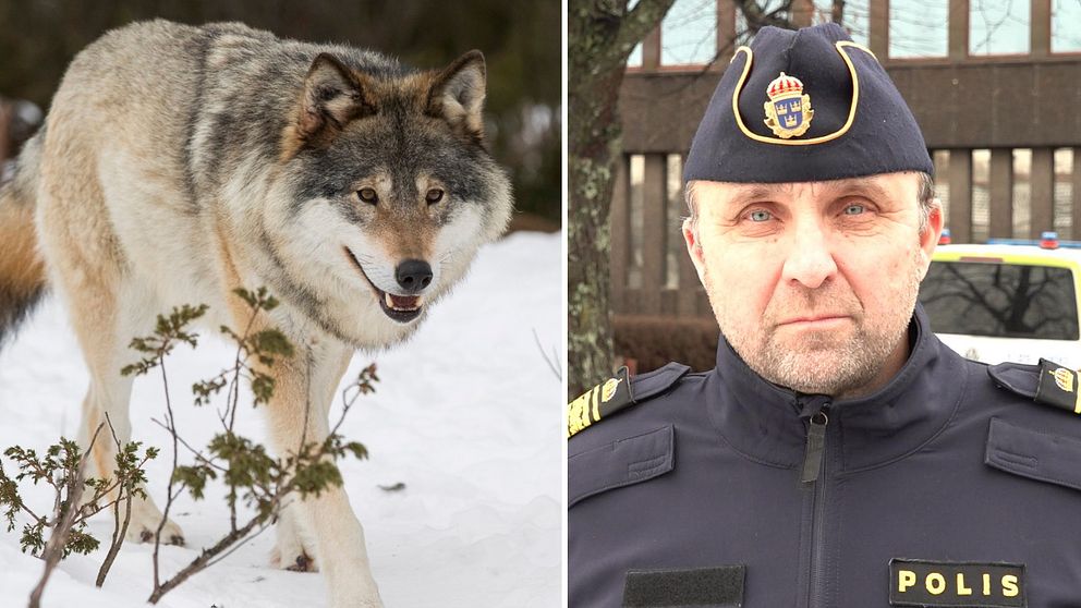 Till vänster: bild på varg, till höger poträttbild på polisen Peter Karlsson iklädd poliskläder och polismössa.