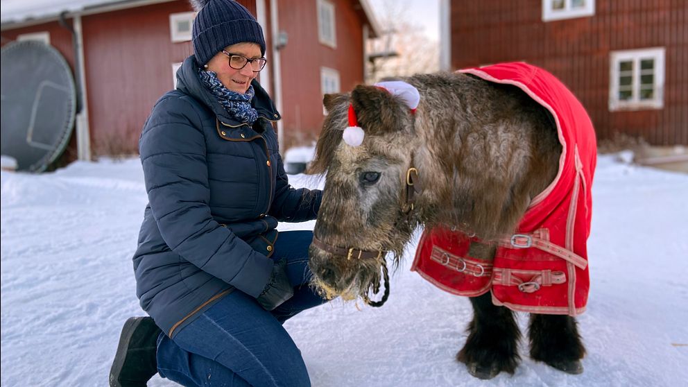 Hästägaren Charlotta Olofsson Bodin står på knä bredvid ponnyn Fritte, iklädd tomteluva och en röd jacka.