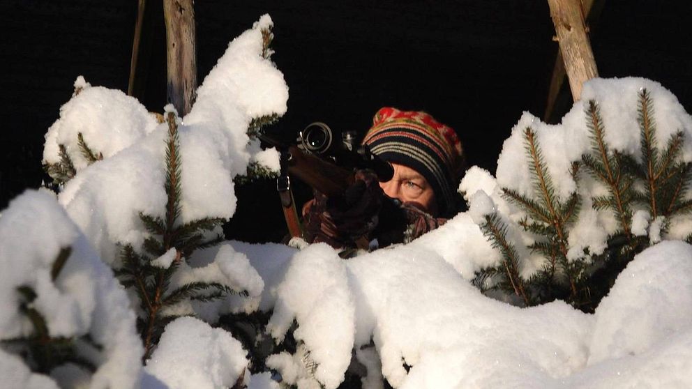 Jägaren Ola Karlsson från Karlskoga med ett gevär i en snödunge i skogen siktandes
