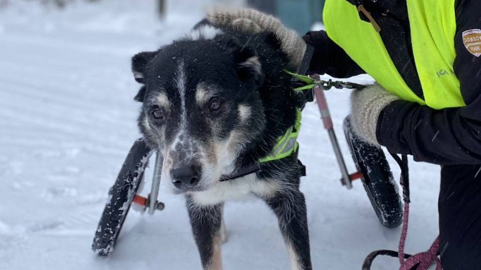 Hunden Manne har haft rullstol i fem år.