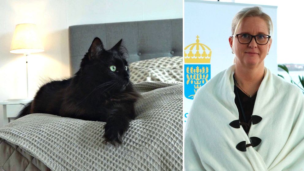 En svart katt som ligger i en säng och länsveterinären Sandra Draaisma i Blekinge.