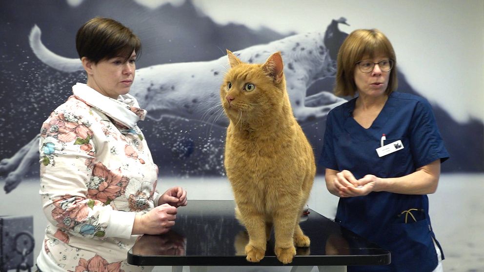 Den orange katten Mister får sitt ID-chip på smådjurskliniken i Nättraby.