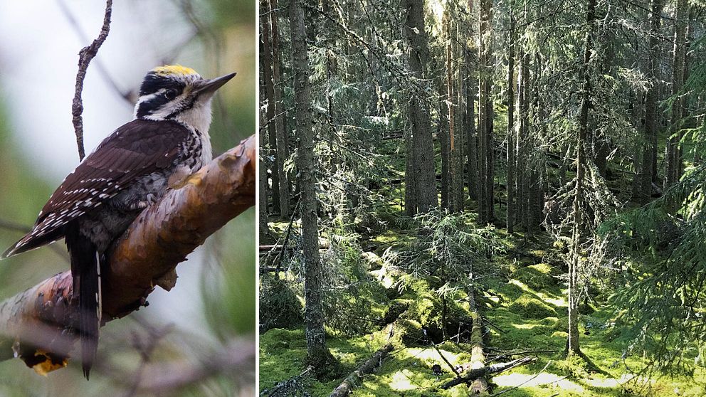 en tretåig hackspett och en skog.