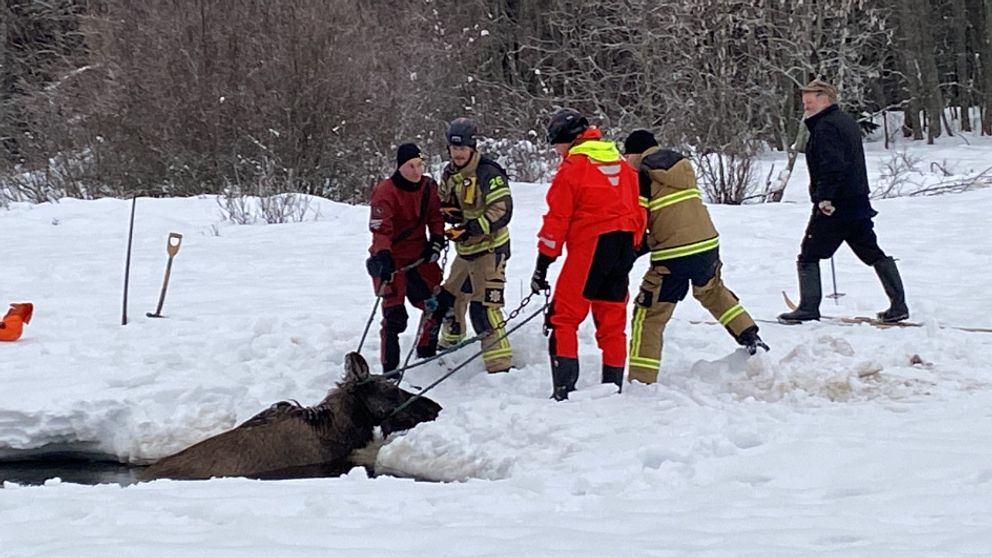 Personal från räddningstjänsten hjälps åt att dra upp älgen som gått igenom isen utanför Älandsbro.