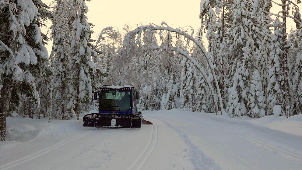 En pistmaskin drar skidspår i skogen, snö som tynger ned träden