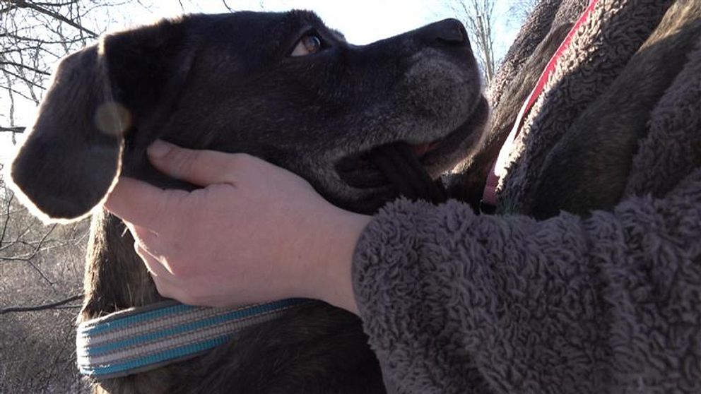 Bild på en svart hund som hålls om av ett par händer. Händerna är hundskötaren Sofie Nilssons. Ho är ute med hunden Pantera, en avrekordmånga hundar som lämnats bort senaste året och som hamnat hos Hundstallet.