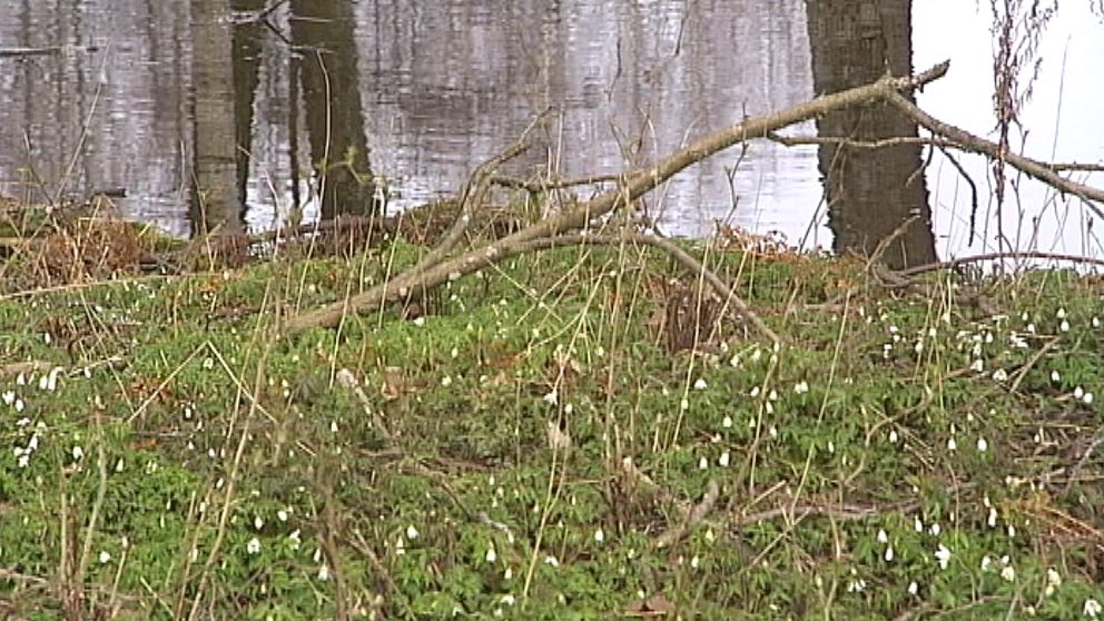 Allt vitt under april var inte snö. Här syns vitsippor i Värmland den 19 april.